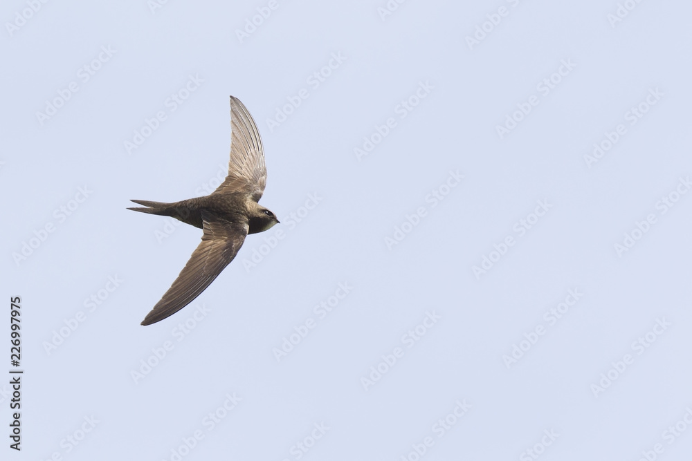 Obraz premium An adult Common swift (Apus apus) taking off to the sky in high speed. With in the background blue sky.