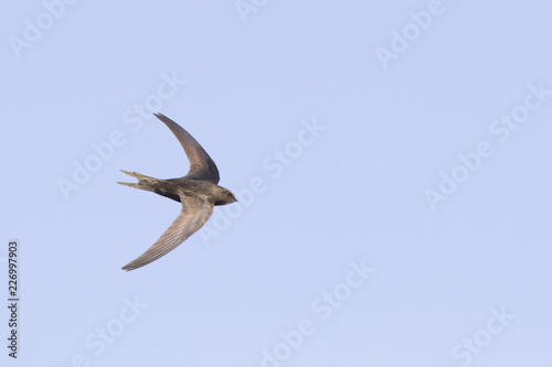 An adult Common swift (Apus apus) taking off to the sky in high speed. With in the background blue sky.