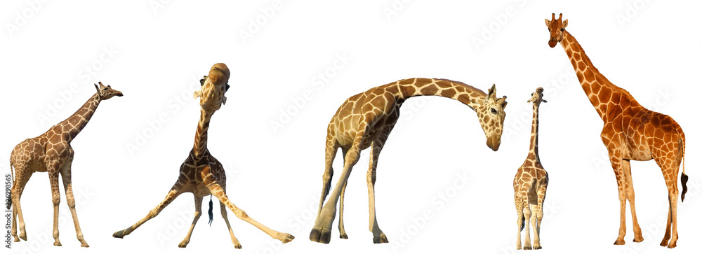 Obraz premium Żyrafy na białym tle