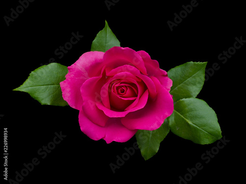 Fototapeta Naklejka Na Ścianę i Meble -  beautiful pink rose with green leaves