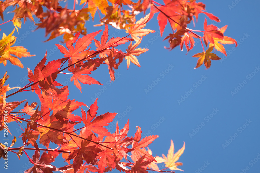 Autumn maple momiji leaf in blue sky background. Seasonal natural landscape in fall season. Autumn maple momiji leaf in blue sky background. Seasonal natural landscape in fall season.