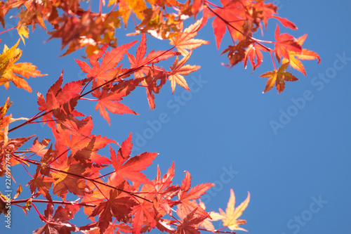 Autumn maple momiji leaf in blue sky background. Seasonal natural landscape in fall season.