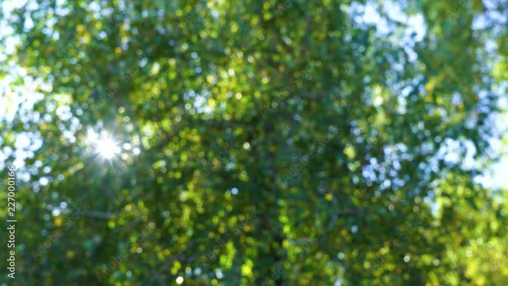 Natural green and blue colors bokeh background. Autumnal bright fresh foliage of old tree isolated on blue sunny sky and soft sunshine through branches. Real time 4k video footage. Natural green and blue colors bokeh background. Autumnal bright fresh foliage of old tree isolated on blue sunny sky and soft sunshine through branches. Real time 4k video footage.
