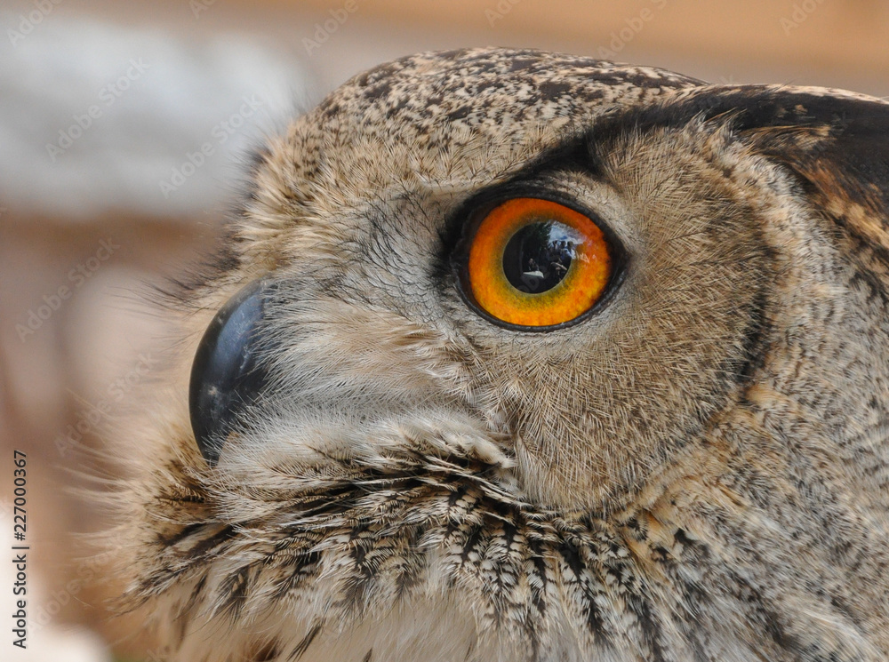 Obraz premium Búho real III