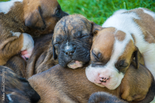 Fototapeta Naklejka Na Ścianę i Meble -  Sleeping sweet boxer puppies