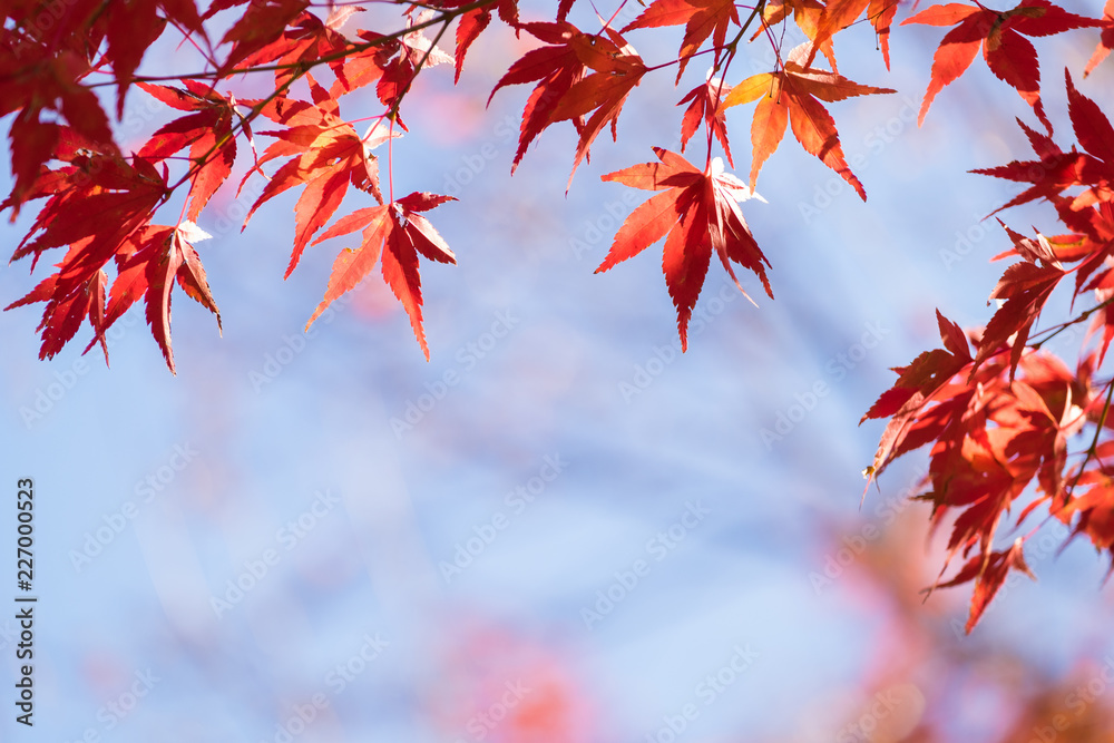 Autumn maple momiji leaf in blue sky background. Seasonal natural landscape in fall season. Autumn maple momiji leaf in blue sky background. Seasonal natural landscape in fall season.