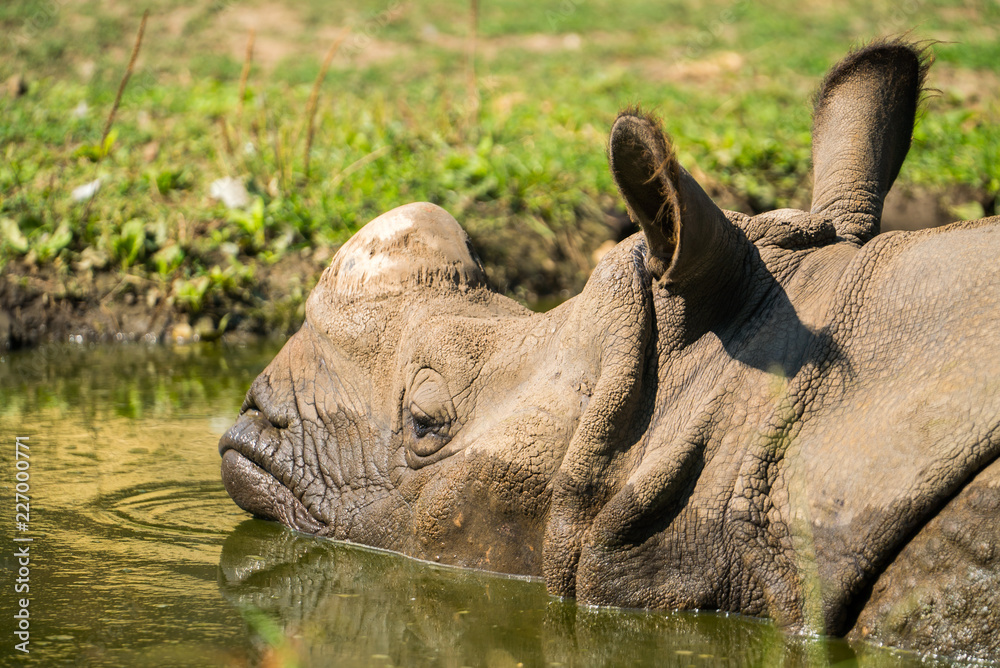 Fototapeta premium nosorożec w jeziorze. zoo nyiregyhaza