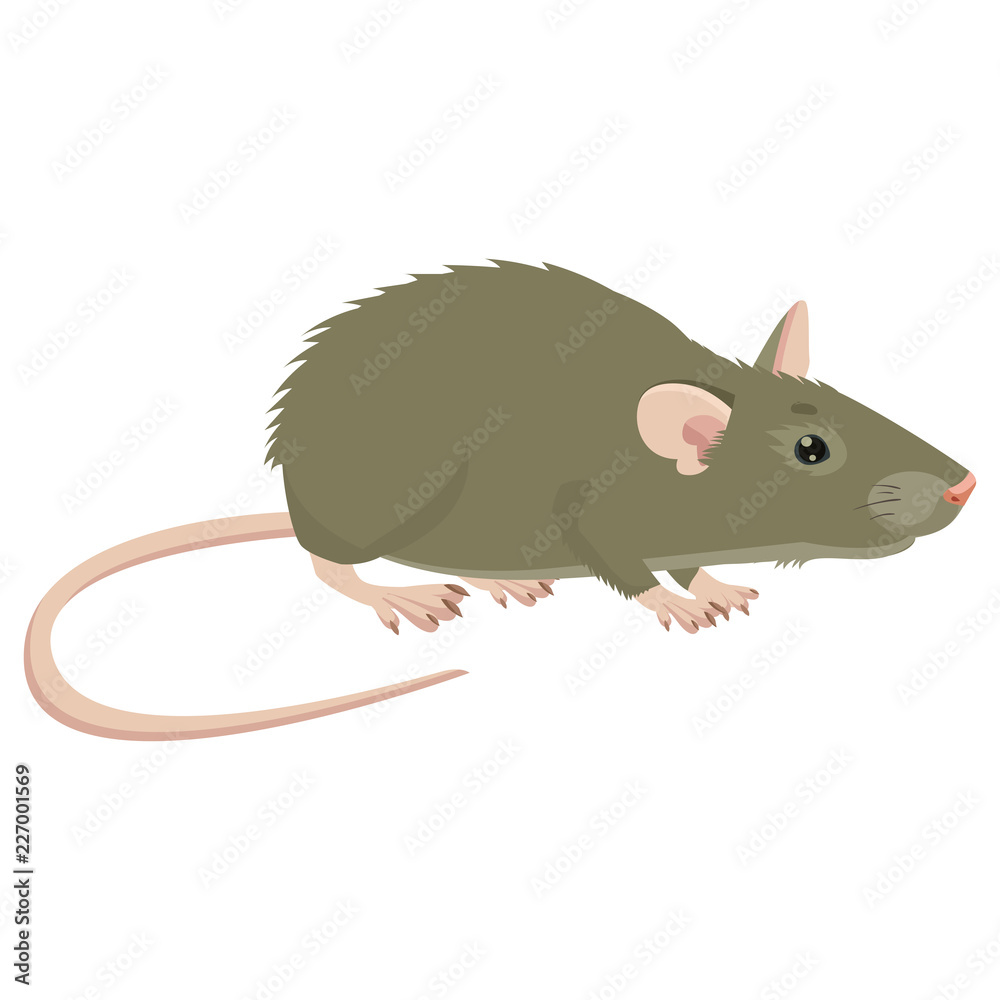Mouse, Rat Vector Sign Illustration. Rat Isolated On White Background