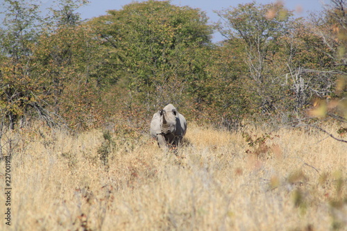 Rhinocéros en savane africaine