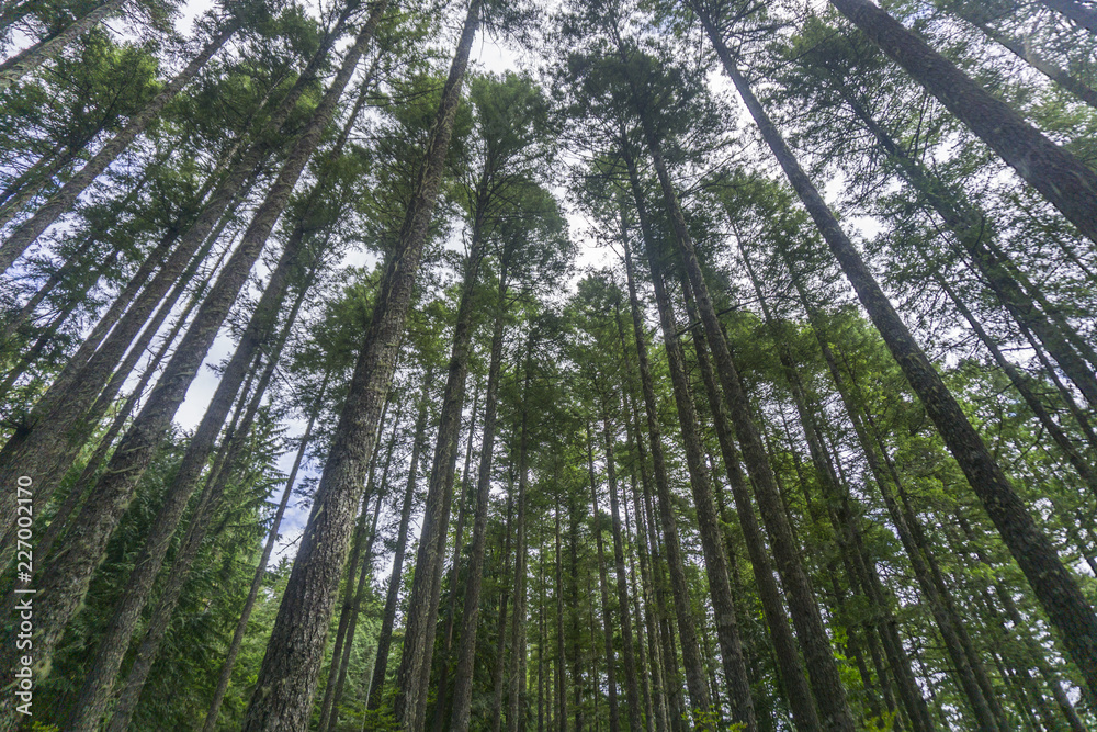 Forest trees from below looking up to canopy Forest trees from below looking up to canopy