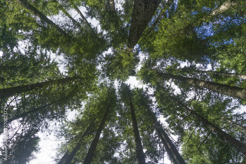 Forest trees from below looking up to canopy