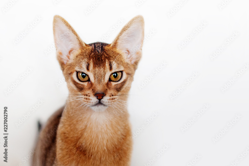 Abyssinian kitten dissatisfied with something. Close-up portrait