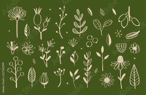 Herbal tea and floral doodle set. Vector 2