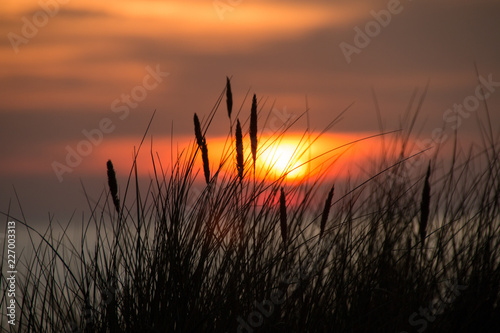 Gräser am Meer