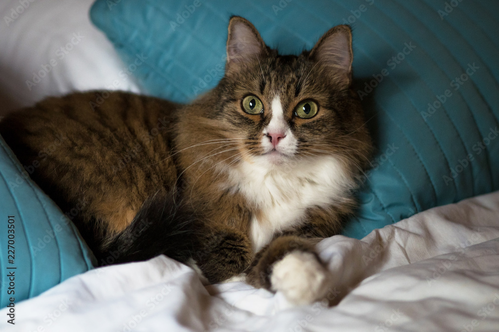  fluffy domestic cat sleeps on the master's bed. 