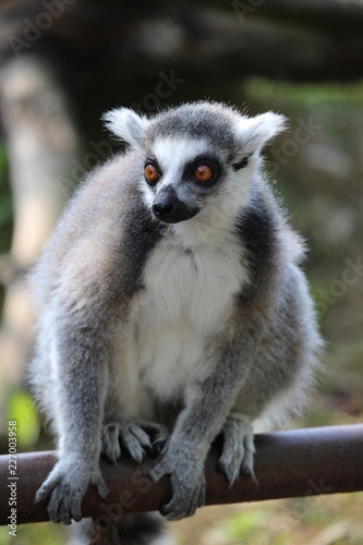 ANIMALI 