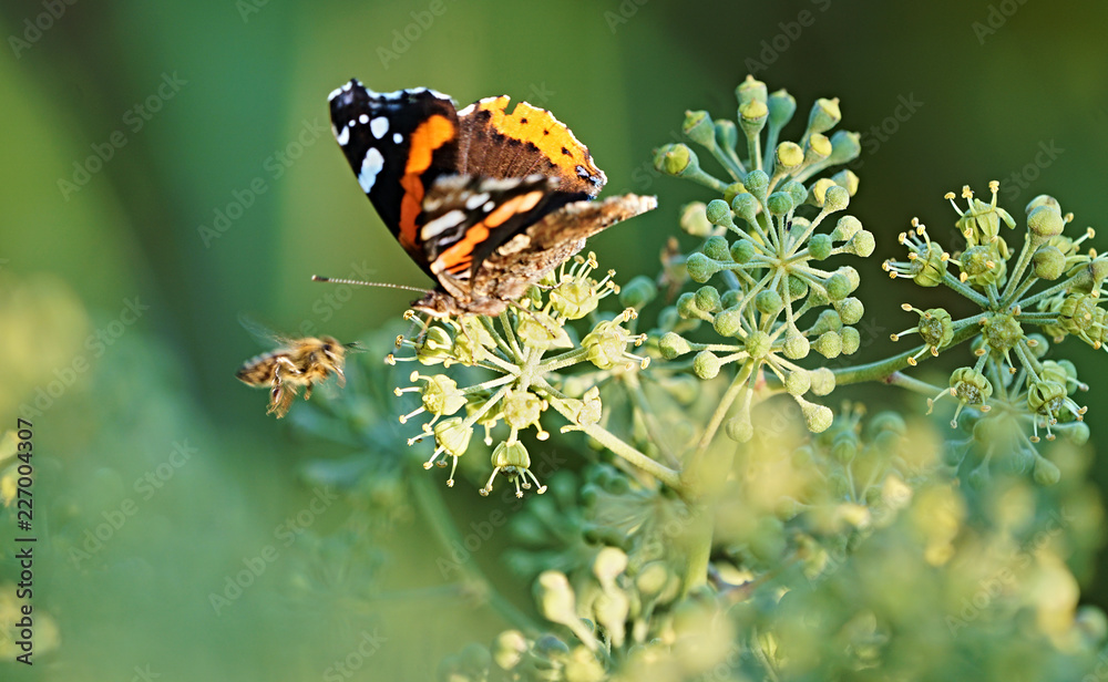 Obraz premium Bee and Butterfly