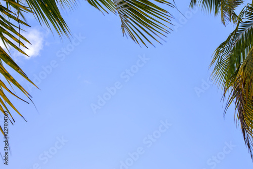 листья пальмы на фоне синего чистого неба.горизонтально.