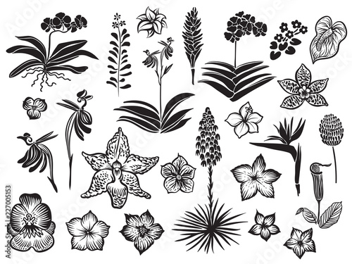 Exotic and tropical flowers black silhouette isolated on white background. Hand drawn vector blossom.