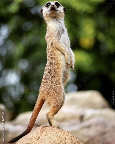 ANIMALI 
