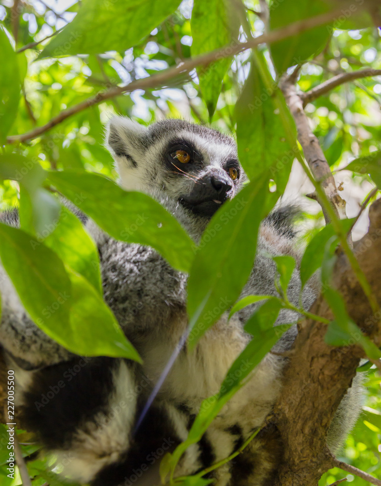 Obraz premium Sleppy lemur sitting on the wooden stick on the green tree