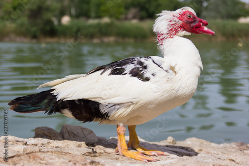 White duck with read head and black tail on the stone near the water photo