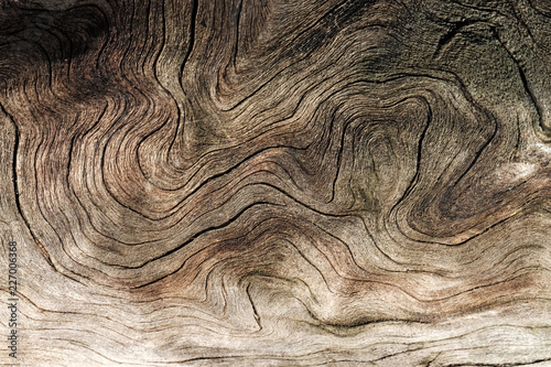 winding bending lines of wood on the tree trunk, horizontal arrangement