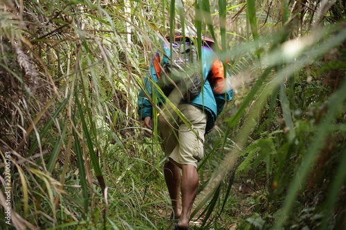 walk into the jungle photo