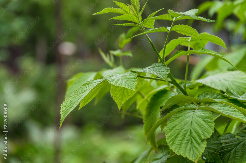 Relief leaves of raspberry. Shallow depth of field Relief leaves of raspberry. Shallow depth of field