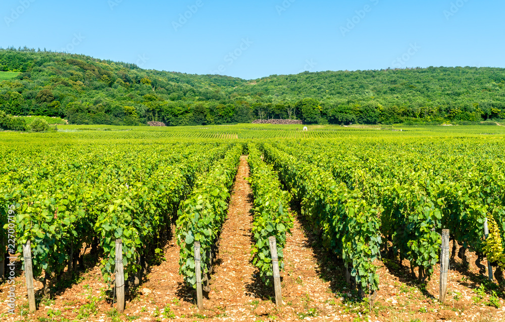 View of Cote de Nuits vineyards in Burgundy, France