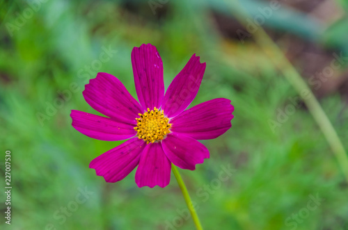 Various different flowers with vivid colours in bright summer light