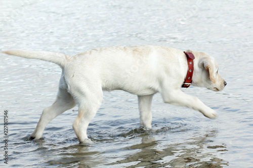 dog running on beach