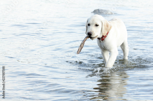 golden retriever dog in the water