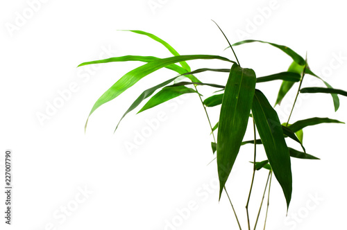 Bamboo leaves green, on a white background