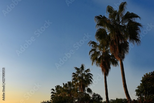 Tropical palms diagonal at sunset