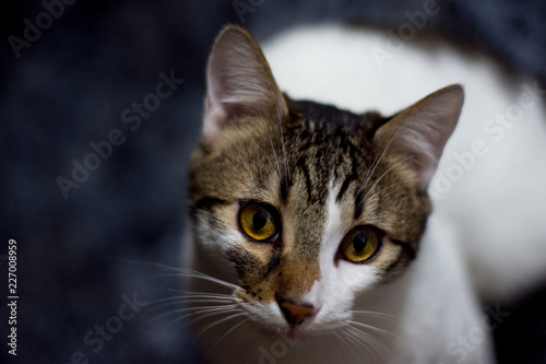 Gato domestico con manchas en la cabeza © Raul