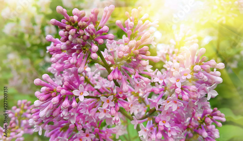 Beautiful blossoming branch of lilac with sunlight © Dinadesign