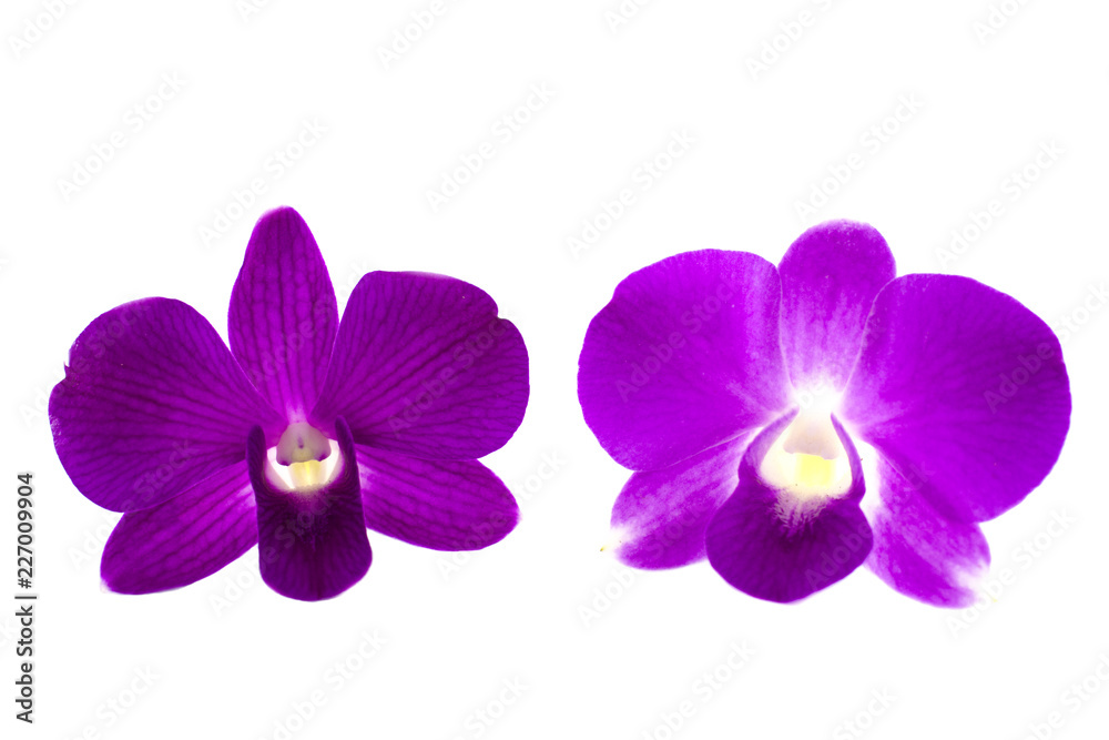 Isolated purple orchid on the white background. Isolated purple orchid on the white background.
