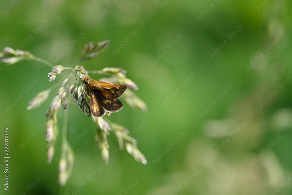 Hobomok Skipper on Grass Inflorescence Hobomok Skipper on Grass Inflorescence