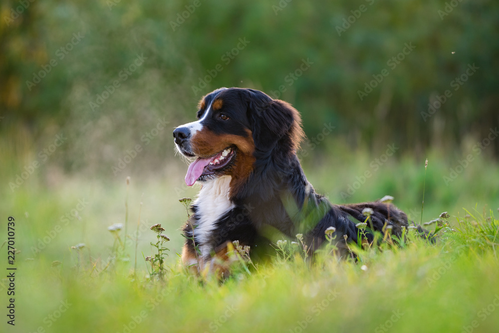 Bernese Mountain Dog in the park