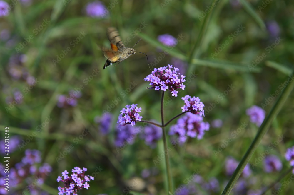 Bee honey in the flying insects Bee honey in the flying insects