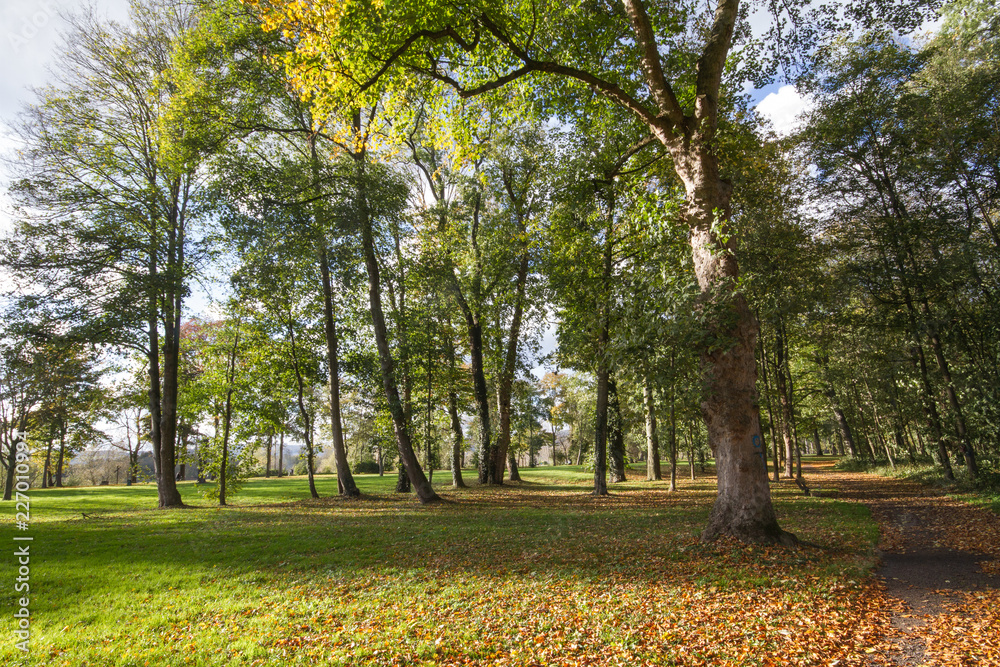 Bäume in der Herbstsonne im Schlosspark in Neuwied