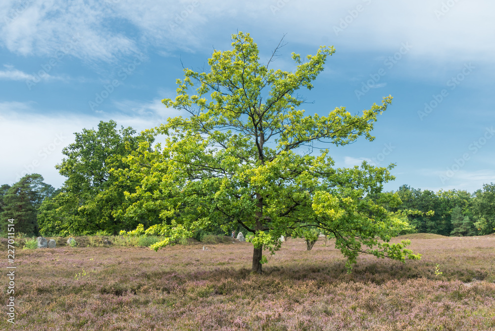 Oldendorfer Toenstatt in er Lüneburger Heide