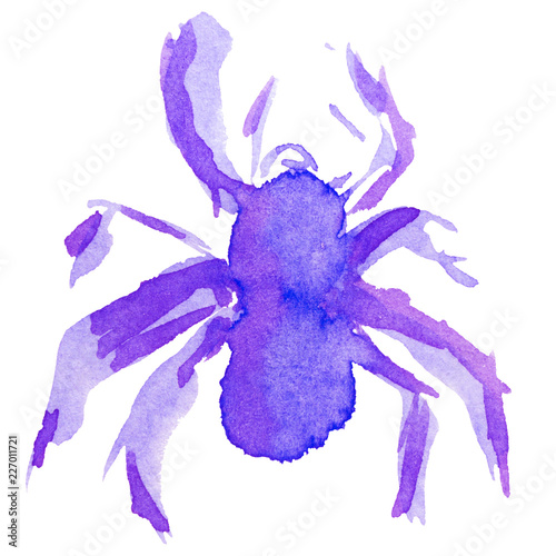 Watercolor sketch illustration of violet spider