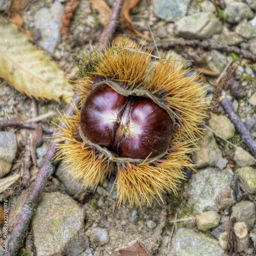 Chestnuts inside its husk. Swiss marroni