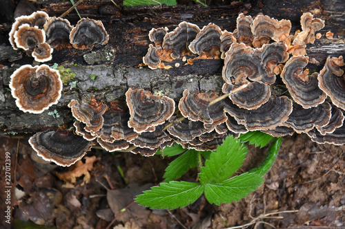 Trametes bracket fungus on dead trunk, healthy mushrooms on tree 