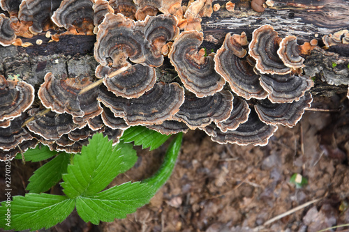 Trametes bracket fungus on dead trunk, healthy mushrooms on tree 