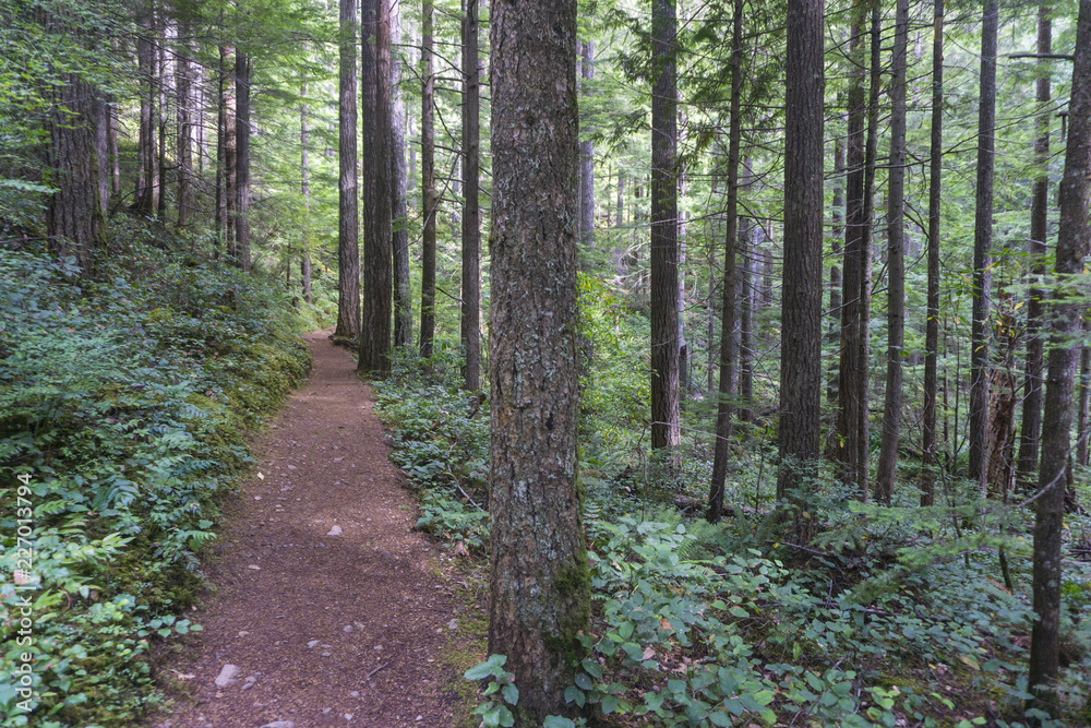 Obraz premium Hiking trail through a green forest