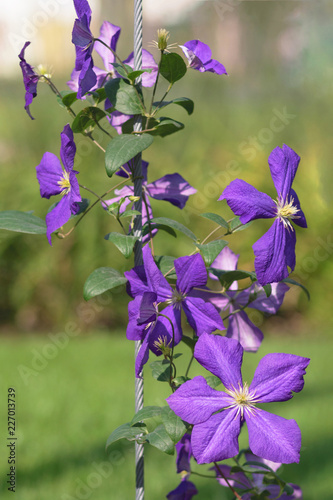 Fototapeta Naklejka Na Ścianę i Meble -  A sunny autumn day. Purple Clematis flowers on a blurred background