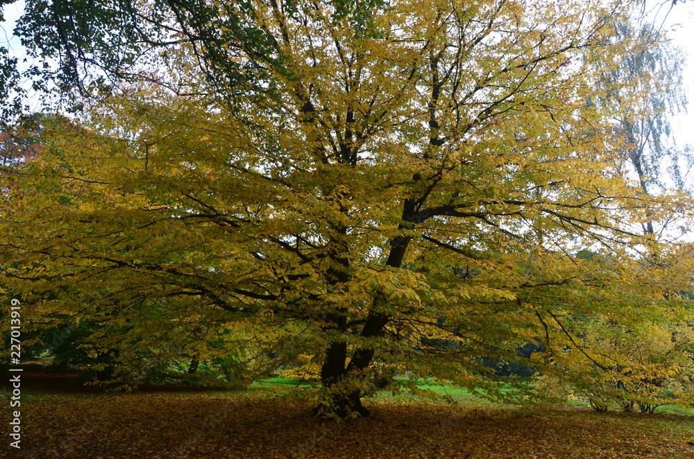 Fototapeta premium Autumn Colors Outdoor